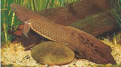 Neoceratodus forsteri Australske Dipneuste, Barramanda fra Aust.