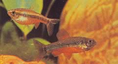 Neolebias ansorgii (Characin de Ansorge, Rouge du Cameroun)