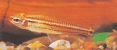 Neolebias trilineatus Afrikansk characin med tre bands