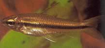 Neolebias unifasciatus Sorte Neolebias, afrikansk characin til et band