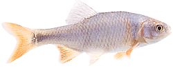 Notropis lutrensis (Amerikansk ide med røde finner)