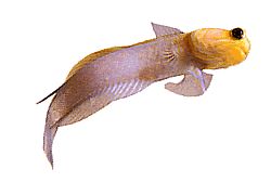 Opistognathus aurifrons (Opistognathe på Front Doré)
