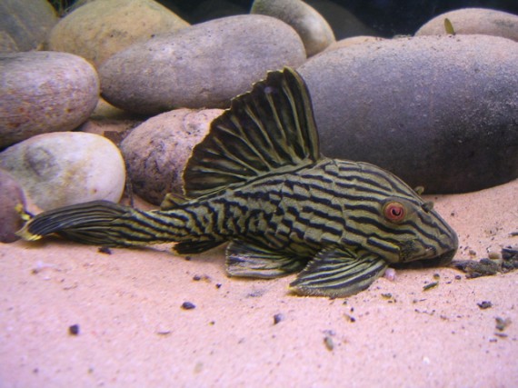 Panaque nigrolineatus (Royal Panic)