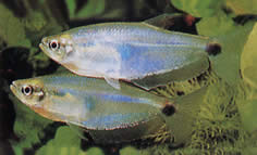 Paragoniates alburnus (Blue Glass Tetra, Tetra-Pasca)