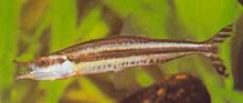 Paraphago rostratus Stribet Phago