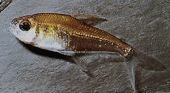 Phenacogaster megalostictus Stor pletglas tetra