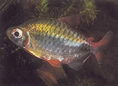 Phenacogrammus altus (High Congo Tetra)