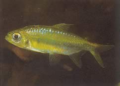 Phenacogrammus huloti