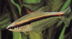Phenagoniates macrolepis Panama Red Tetra