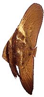 Platax orbicularis Orbikulær flagermusfisk