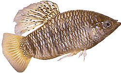 Poecilia nigrofasciata Sort Ray Poecilia