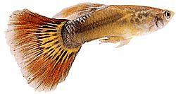 Poecilia reticulata