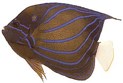 Pomacanthus annularis Ringfisk