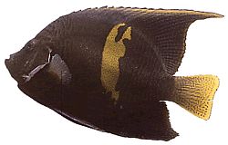 Pomacanthus maculosus Angel Fish in Croissant