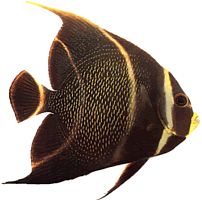 Pomacanthus paru (Fransk engel)