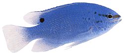 Pomacentrus caeruleus Blågrøn dame