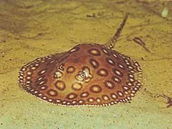 Potamotrygon motoro Océlée ferskvands pastenague