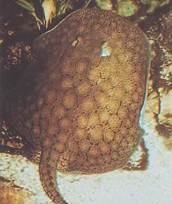 Potamotrygon reticulatus Genopbygget ferskvandslinje