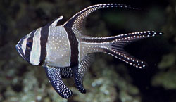 Pterapogon kauderni Apogon af Banggaï