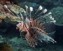 Pterois volitans (Scoring af fisk)
