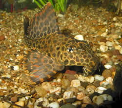 Pterygoplichthys gibbiceps Pleco Royal