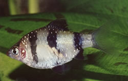 Puntius nigrofasciatus Red Head Beardbus, Bearded Nigor