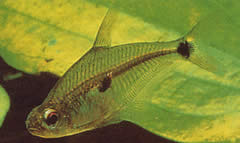 Roeboides meeki Glas tetra