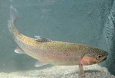 Salmo gairdneri regnbueørred
