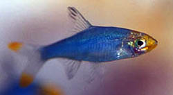 Sawbwa resplendens Sawbwa Resplensens
