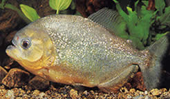Serrasalmus spilopleura (Black Strip Pacu, Night Piray)