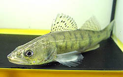 Stizostedion lucioperca (Sortering)