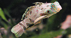 Synchiropus picturatus Mandarin lagde