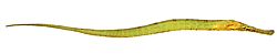 Syngnathoides biaculeatus (Corny Sea Needle)