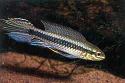 Taeniacara candidi (Kandidat)