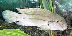 Telmatochromis temporalis