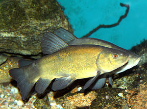 Tinca tinca Fælles tankskib