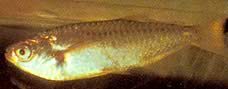 Triportheus albus Tetra-maker med gule finner