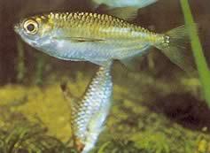 Triportheus pictus (Sølv tetra-slash)