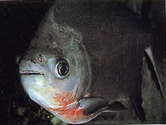 Utiaritichthys sennaebragai Rød mave piranha