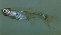 Xenurobrycon macropus (Brycon i Gros-yeux)