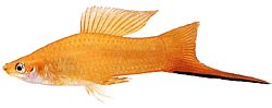 Xiphophorus helleri Skoleindehaver (XIPHO)
