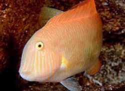 Xyrichthys novacula